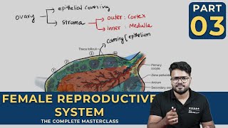 Mastering FEMALE REPRODUCTIVE SYSTEM  Human Reproduction  CLASS 03 [upl. by Neetsyrk]