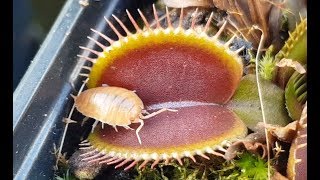 Orange Woodlice vs Venus Flytraps  will they get eaten or escape [upl. by Farhsa]