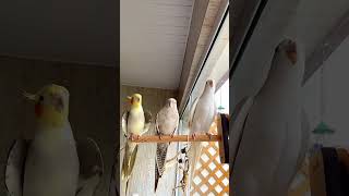 Hilarious Cockatiels Singing in Perfect Harmony  Cockatiels Craze [upl. by Hijoung]