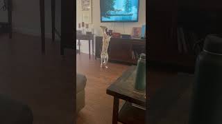 Gizmo watching his favorite channel dogtraining emotionalsupportdog animal planet [upl. by Shadow33]