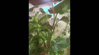 Plant timelapse 39days in 1min Two nicolai Strelitzia Dieffenbachia Raphidora [upl. by Ajnat]