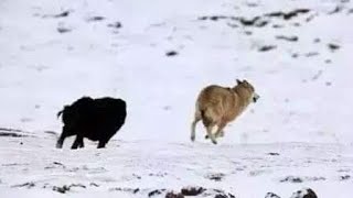 Top 10 Tibetan Mastiff Fend Off Wolf Caught On Camera  Wolf vs Dog [upl. by Crean]