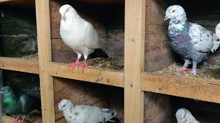 Whispers of the Lovely Pigeons  Birds  Pet Pigeon  Nature with Animals [upl. by Ixela696]