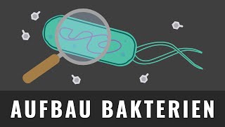 Aufbau von Bakterien  Bakterienzelle zeichnen  Biologie Abitur [upl. by Ahseekal]