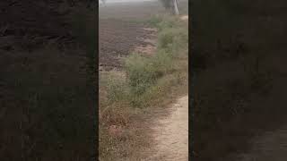 Village outskirts punjab youtubeshorts viralshorts [upl. by Grory993]