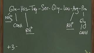 Calculating the pI of a peptide  Ch 3 11b [upl. by Adnahsor803]