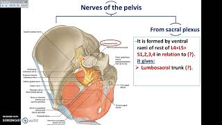 Overview of Pelvis 4  Nerves of Pelvis  DrAhmed Farid [upl. by Ancel89]