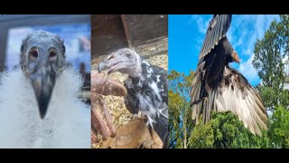 RAISING A TURKEY VULTURE From Fluffy Chick to FullGrown CompilationTimelapse [upl. by Ardy959]