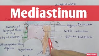 Mediastinum Anatomy  Thorax  Anatomy [upl. by Charron904]