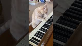 Cat Plays Piano 🎹 cats piano [upl. by Gav]