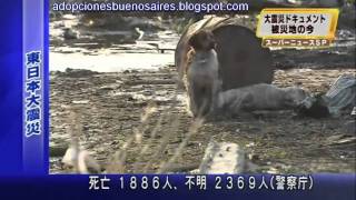 Japon ayuda para los perros Japan Help for dogs [upl. by Eednyl]