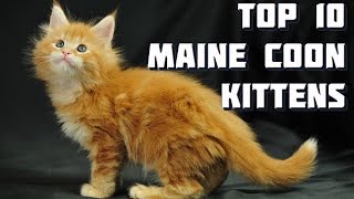 Top 10 Maine Coon Kittens  Vote for the best Maine Coon Kitten [upl. by Akienat]