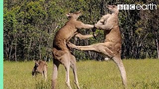 Greatest Fights In The Animal Kingdom Part 1  BBC Earth [upl. by Nylatsyrc]