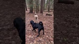 ROTTWEILER x LAB MIX PUPPY ROTTADOR FIGHTS BULLMASTIFF x SHEPPARD x HUSKY MIX PUPPY [upl. by Nnayr10]