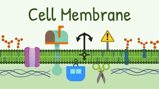 Cell Structure and Functions Animation [upl. by Dwight]