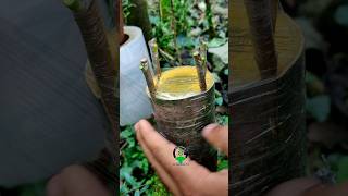 Plant grafting techniques and their care viral videos [upl. by Poock]