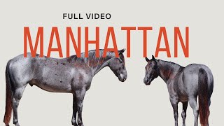 Manhattan  FULL VIDEO  Blue Roan  Quarter Horse [upl. by Brenton]