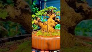 Beautiful Bonsai Works🌳🌲💥499shorts shortsvideo beautifulbonsai art khuebonsai🥰❤️ [upl. by Tally]