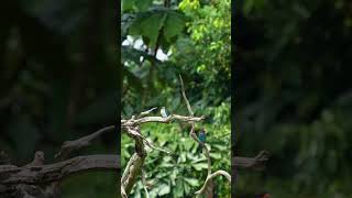 Oriental Dollarbird 三宝鸟 Vol 02  Ulu Pandan Canal sony200600 wildlifephotography sonysingapore [upl. by Craddock900]