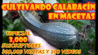 CULTIVO DE CALABACÍN EN MACETA quotPROCESO COMPLETOquot ESPECIAL 3000 SUSCRIPTORES 300000 VISITAS [upl. by Elyag]