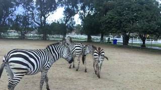 Gentle Zebras Riding Zebra [upl. by Anyale]