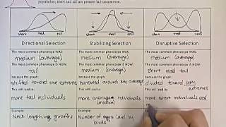 Types of Natural Selection [upl. by Aremmat]