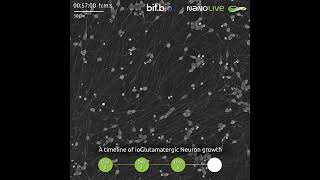 A timeline of ioGlutamateric Neurons [upl. by Ecnerret877]