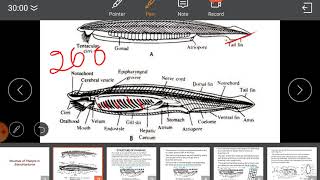 Branchiostoma pharynx structure [upl. by Idorb823]