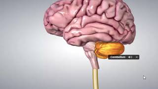 Brain Anatomy in Sinhala Biology  මානව මොළය ව්‍යුහය [upl. by Osman639]