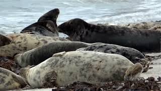 Helgoland und seine Düne [upl. by Aihsal149]