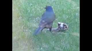 Starling Or Grackle Eats Another Bird  Rabbit Watches [upl. by Naiditch944]