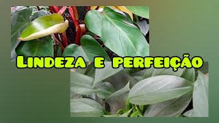 o melhor SUBSTRATO PARA PHILODENDRON  replante [upl. by Allissa262]