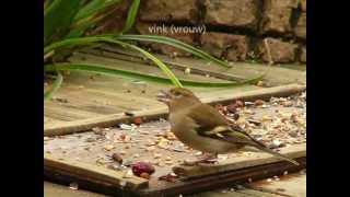 29 soorten vogels in de tuin [upl. by Kimura]