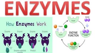 enzyme mechanism of enzyme actionlock and key amp nduced feet hypotheses bsc 5sem botanyenzyme [upl. by Altaf]