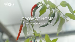 Overwintering chillis  Grow at Home  RHS [upl. by Ecilahs962]