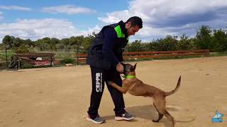 Rutina entrenamiento con Malinois cachorro de 3 meses y medio [upl. by Ahsinotna]