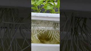 How to propagate orchids with water [upl. by Witha605]