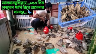 আলহামদুলিল্লাহ১৫০ পিস কোয়েল পাখি নিয়ে আসলাম খামারে🐦 [upl. by Aryl582]