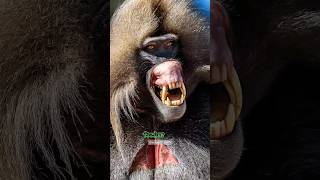 leapord Vs 50 Baboons 😱 unbelievable battle for survival 🤯 shortsfeed [upl. by Dee Dee]