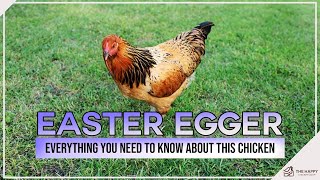 Easter Egger Everything You Need To Know About This Chicken [upl. by Corine890]