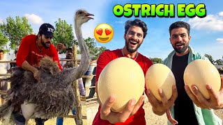 OSTRICH KAY EGGS KA OMELETTE BNA LIA 😧  OSTRICH RIDING BHI KARLI  MISHKAT KHAN [upl. by Farrow]