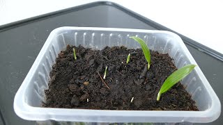 Growing Trachycarpus Fortunei From Seed [upl. by Sivra408]