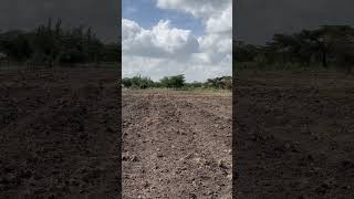 Onion farming in Kenya follow the journey [upl. by Launcelot69]