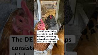 Benefits of a Diatomaceous Earth Tunnel for Chickens [upl. by Atiekan]