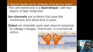 Chapter 3 Part A Neurophysiology [upl. by Endres]