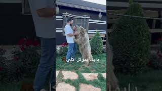 بتاكل أكلي🐻🤕 shortvideo shorts short shortsvideo animals اكسبلور explore bear [upl. by Meedan]