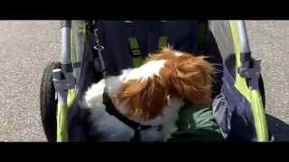 InStep bicycle trailer ride with Marley [upl. by Nehgem149]