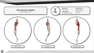 Hip external rotation [upl. by Alba]