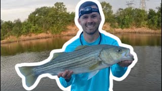 NonStop TOPWATER  Striped Bass  Arkansas River Oklahoma [upl. by Gerg]