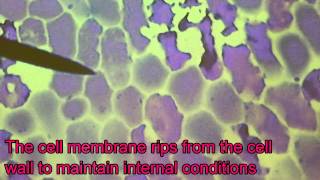 Marchand Biology  Plasmolysis in Red Onion Techno [upl. by Rehportsirhc724]